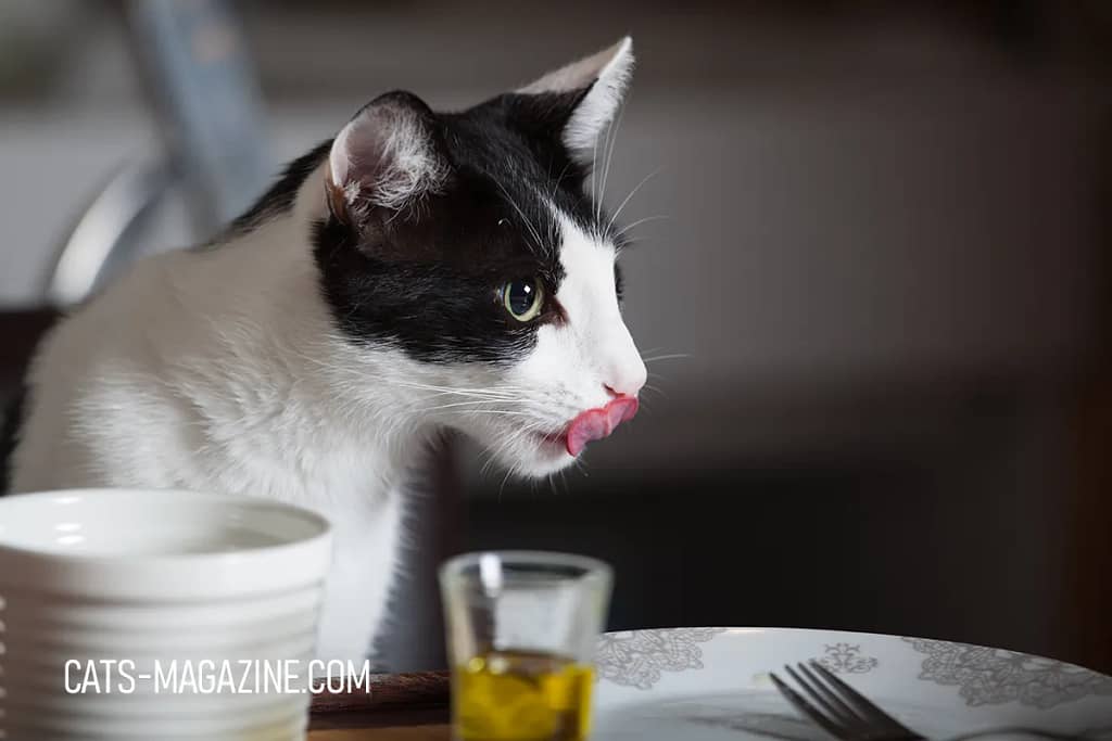 Making Homemade Cat Food: A Simple Hake Brunch Recipe Your Cat Will Love