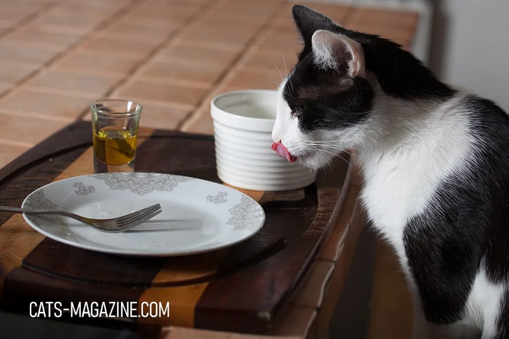 Making Homemade Cat Food: A Simple Hake Brunch Recipe Your Cat Will Love