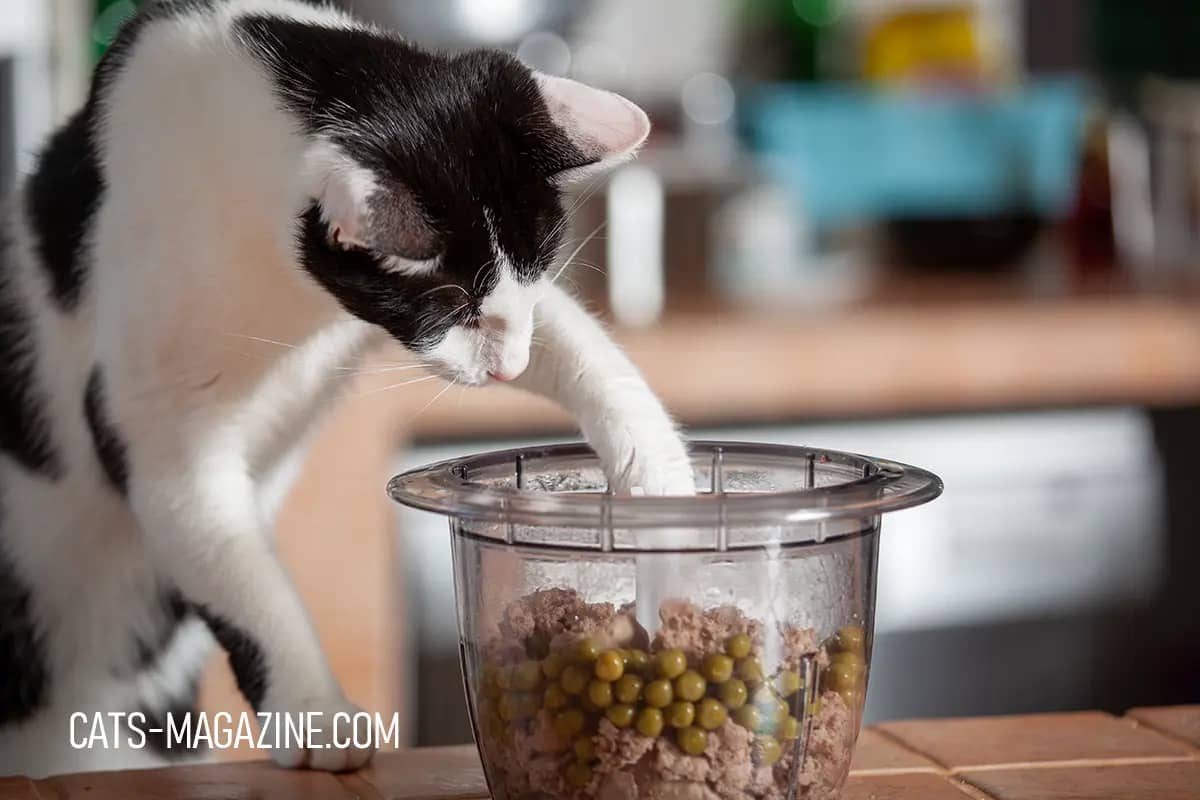 Easy Homemade Cat Food Recipes: Quick & Healthy Meals for Your Feline