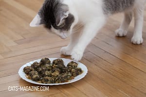 Homemade Food for Cats: Myths, Facts, and How to Get It Right