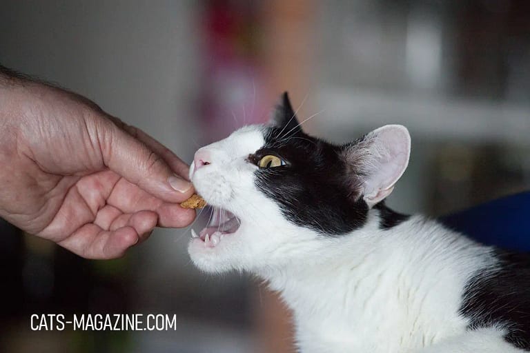 The Purr-fect Kitty Treats Recipe - A Homemade Delight for Your Cat